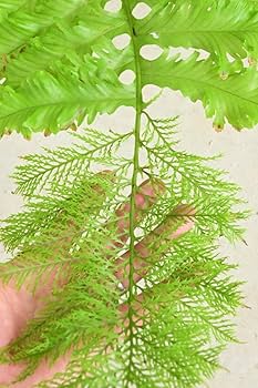 Aglaomorpha meyeniana var.crested medium strain @bikamori