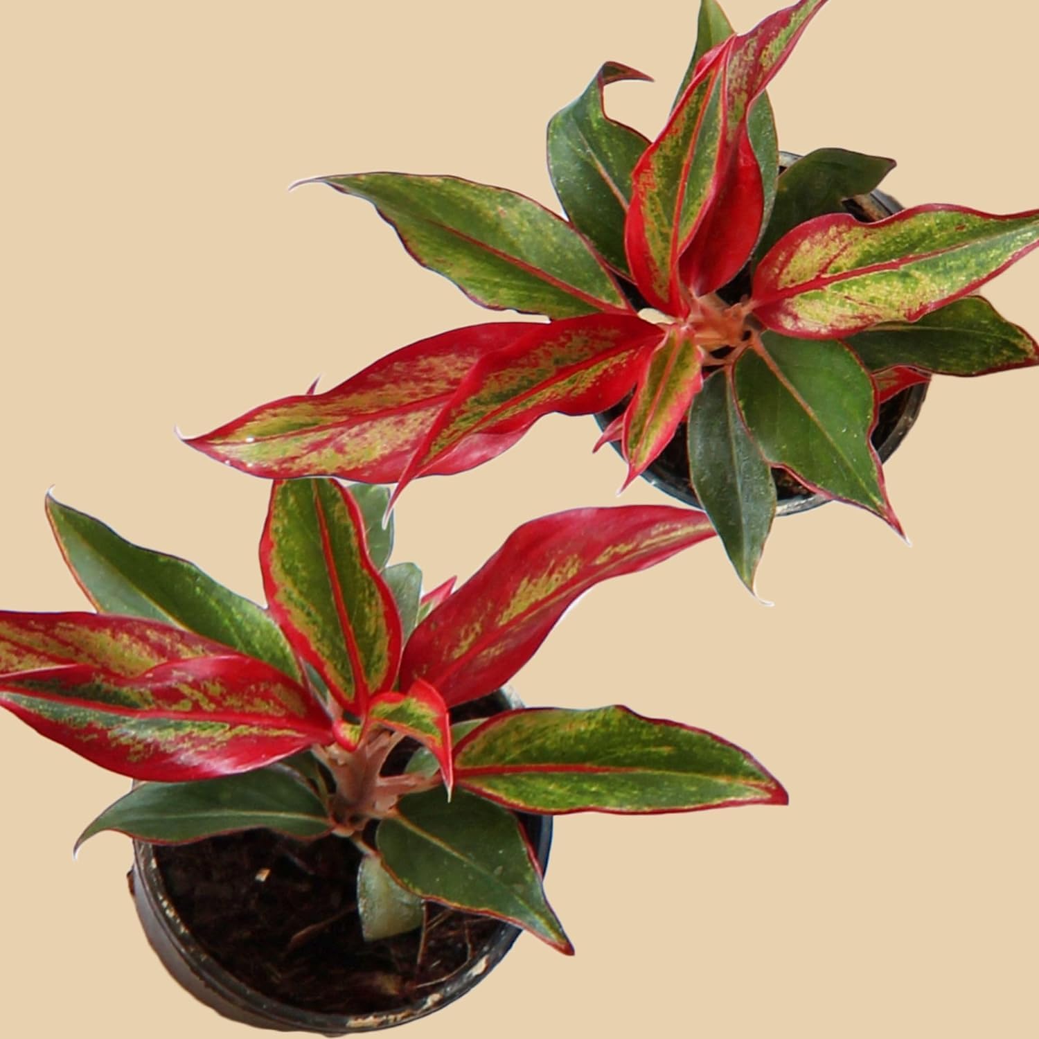 Greenursery Indoor Plants For Living Room Balcony Home And Office Decoration Set of 2 Decor Air Purifying Pink Aglaonema Plant Combo Live Plant with Beautiful Color Pots (B0D3BBPNDX) Amazon Price History, Amazon Price Tracker