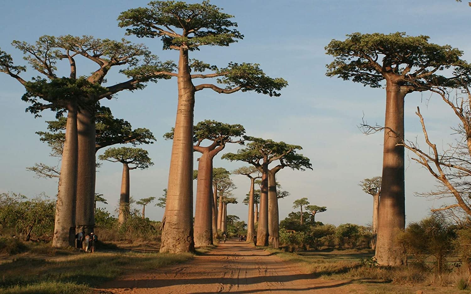 Green Paradise Adansonia Grandidieri African Rare Baobab Tree Seeds (Pack Of 15 Seeds) (B09723W371) Amazon Price History, Amazon Price Tracker