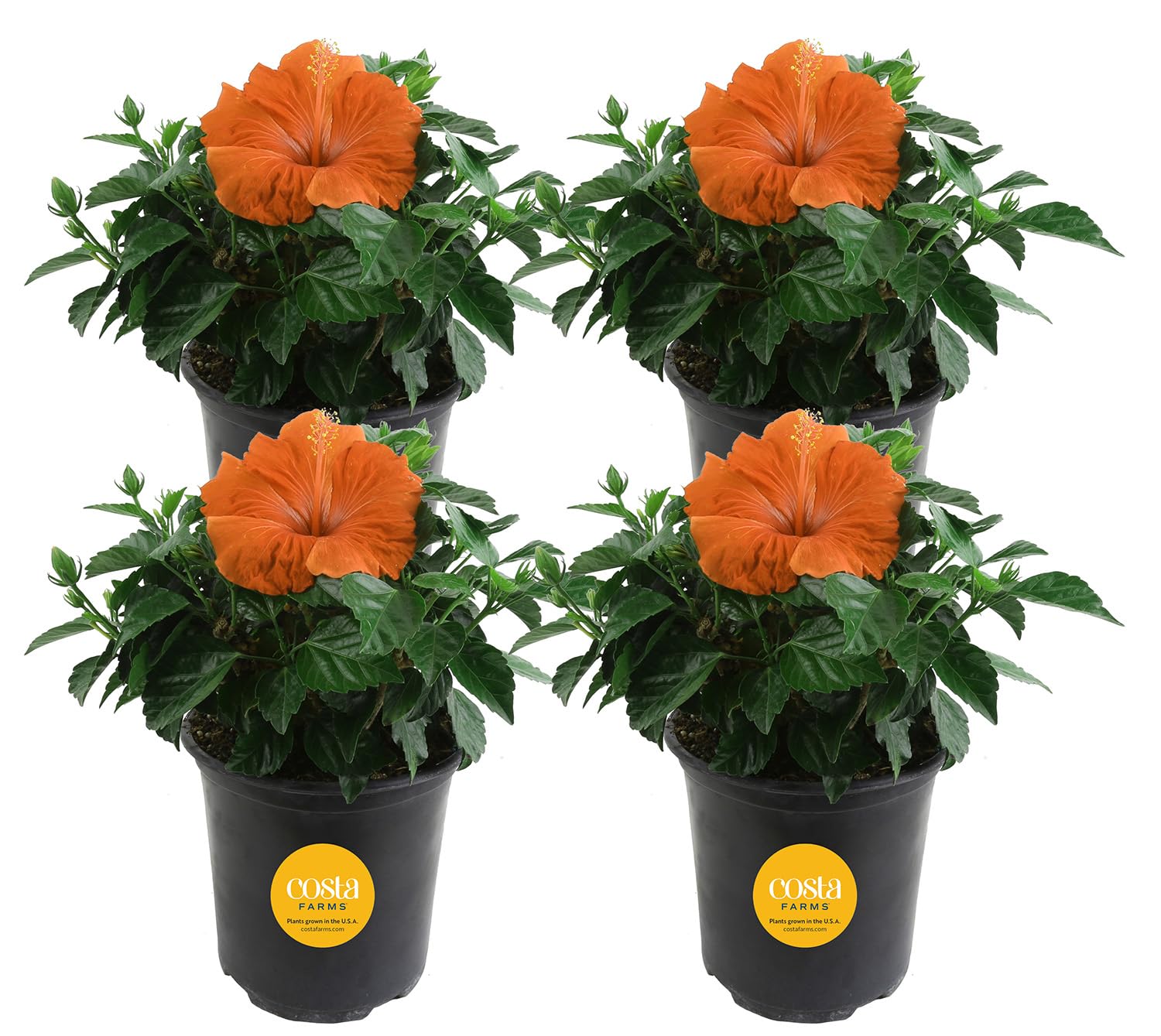 Costa Farms Tropical Hibiscus 4-Pack