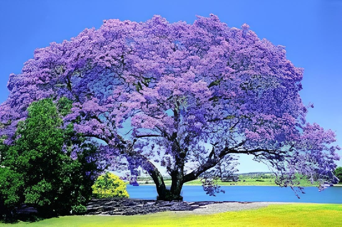 50+ Seeds- Empress Tree Seeds (Paulownia Tomentosa)- Exotic Tree Seeds For Home Garden