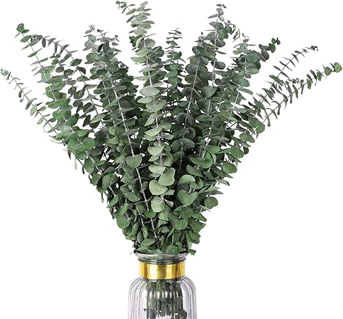 Miniatura 9 de HIAGROW Tallos de eucalipto real 20 hojas de eucalipto secas de 17 pulgadas, decoración de eucalipto natural, decoración de primavera para bodas,