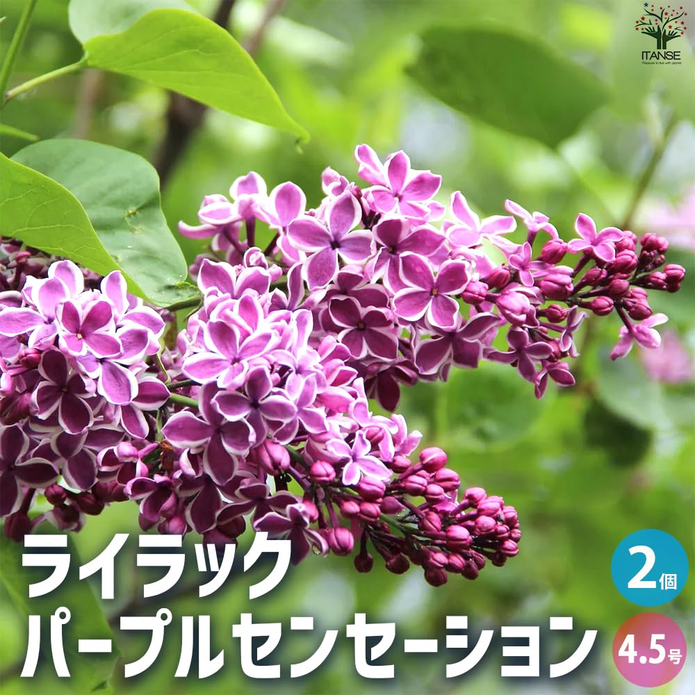 希少 直筆サイン入り ライラック LILAC Amazon.co.jp: ITANSE ライラック パープルセンセーション 4.5号