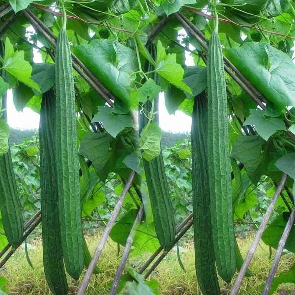 Buy4seeds 50 Seeds Gourd LUFFA - LOOFA Sponge Loofah Gourd Sponge Loofah Plants Easy for Grow Garden
