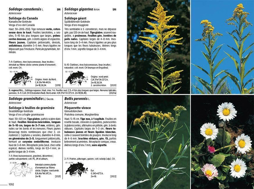 Flora Helvetica - Flore illustrée de Suisse: avec 3250 descriptions de plantes à fleurs, de fougères et de plantes cultivées, avec cartes de distribution