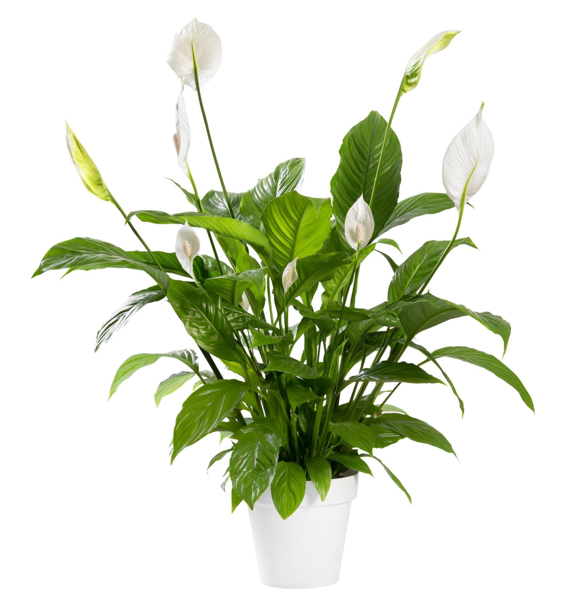 Big Size Peace Lily Live Plant, Peace Lily Live Plant Big Size (Pack of 2) (B0D62WN4KM) Amazon Price History, Amazon Price Tracker