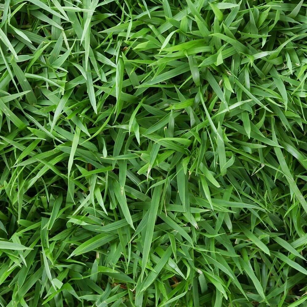 Zenith Zoysia Grass Seeds, 1/8lb