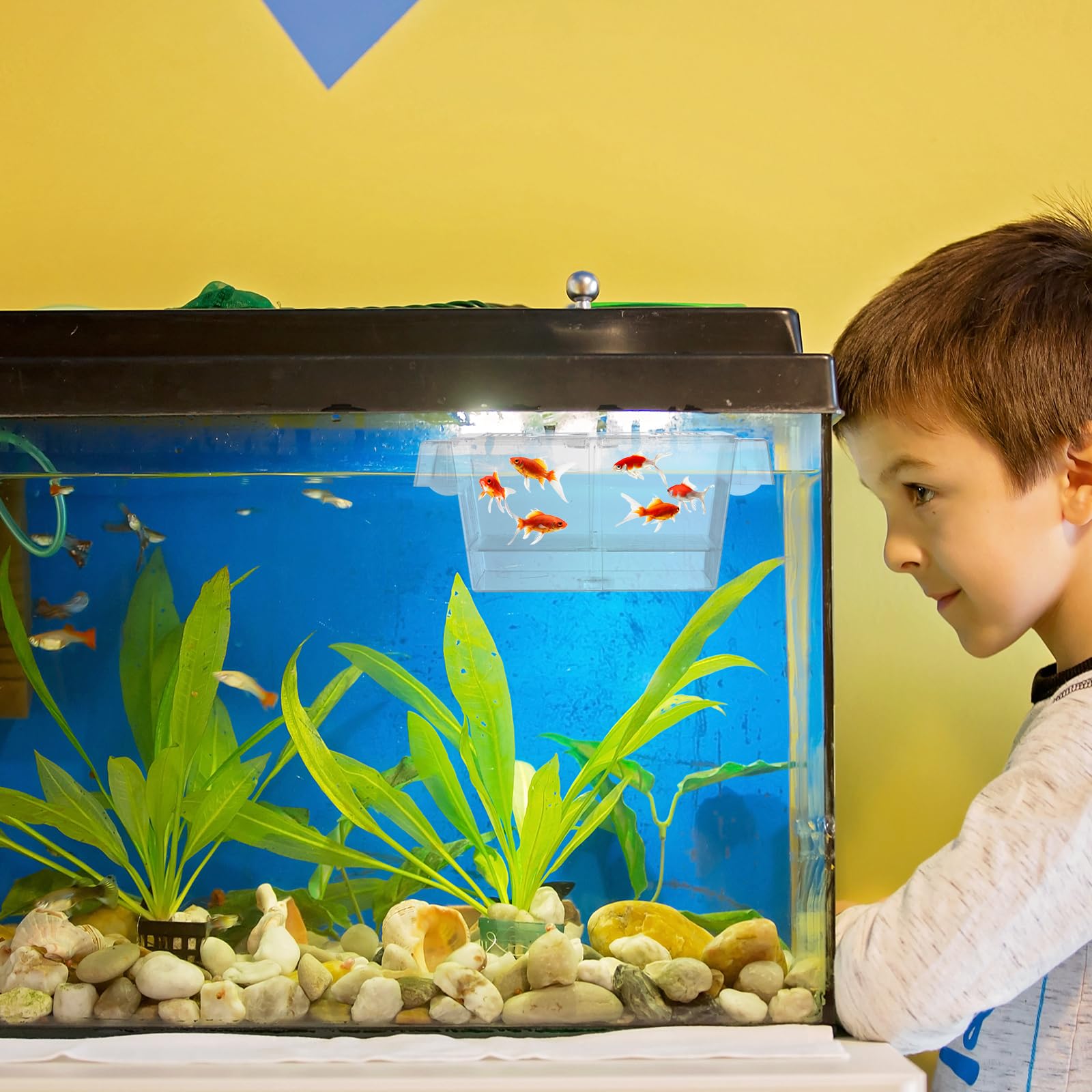 Portable Aquarium Box B Baosity Fishing Photo Tank - Acrylic Viewing ...