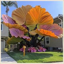 Easy to Plant/Elephant Ear Bulbs/Wedding Flowers/Alocasia Bulbs/Flowering Rhizome, Excellent Display, Good for Containers-8 Bulbs-E