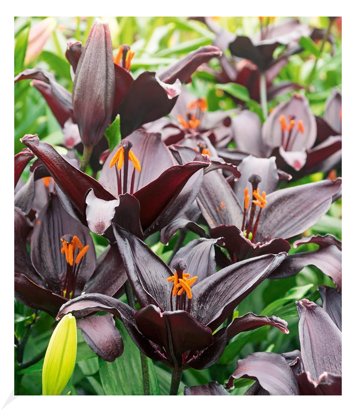 BALDUR Garten 3x Schwarze Lilie Blacklist, Zwiebeln mit Umfang 10-12 cm, Blumenzwiebeln, riesige & eleganten Blüten, winterhart, pflegeleicht, Wasserbedarf gering, blühend, Lillium-Hybride