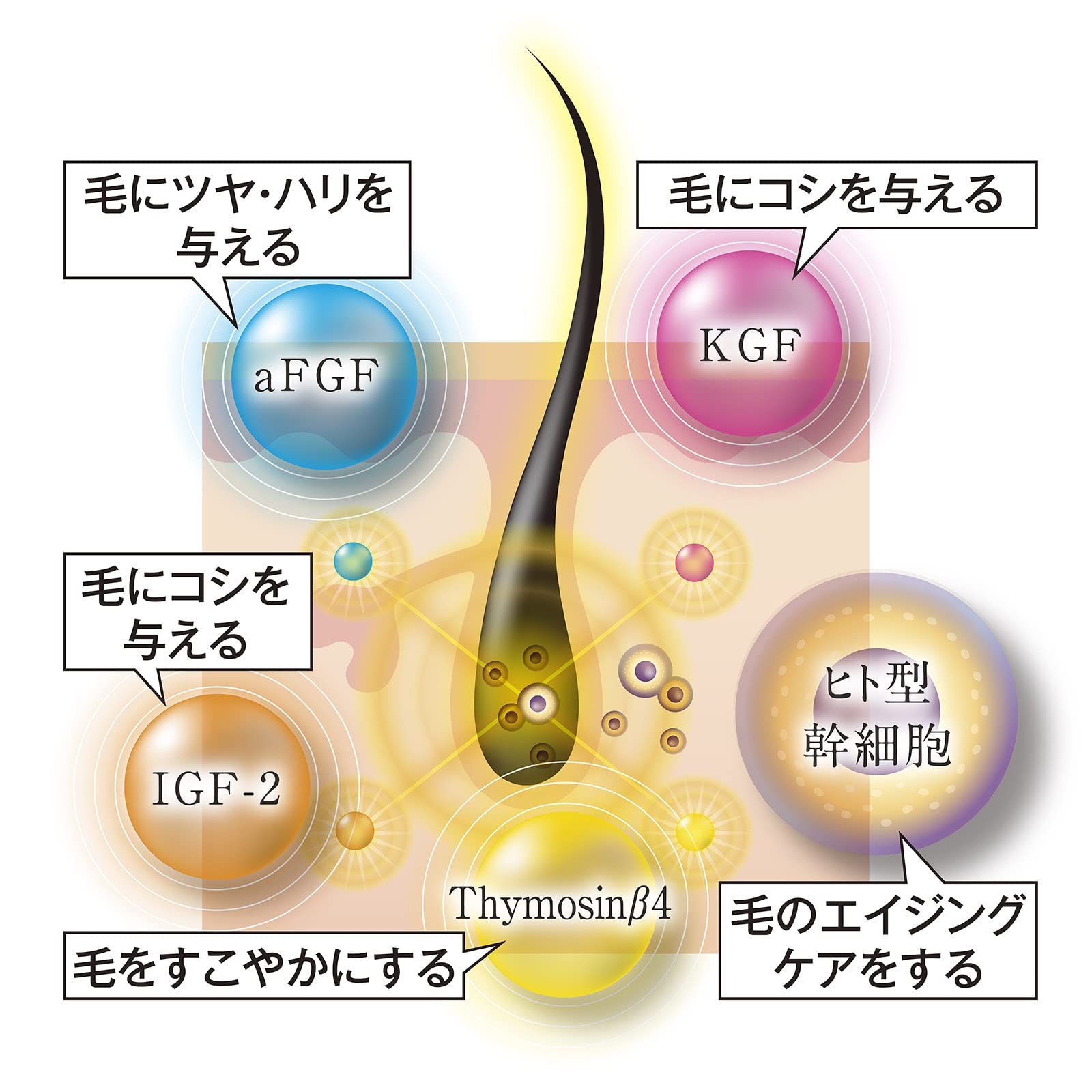 Amazon.co.jp: ステムラッシュ美容液 ヒト型幹細胞 原液アイラッシュ