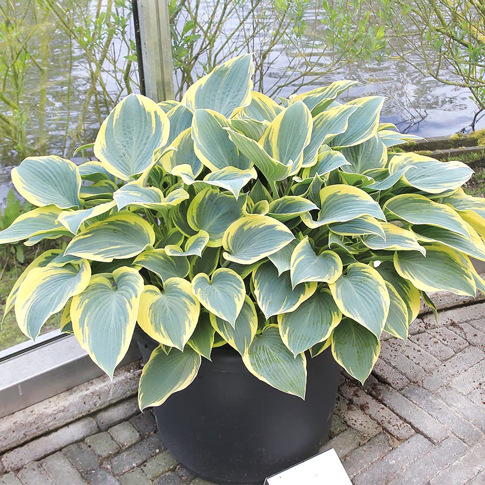 Amazon.co.jp: ガーデンホスタ