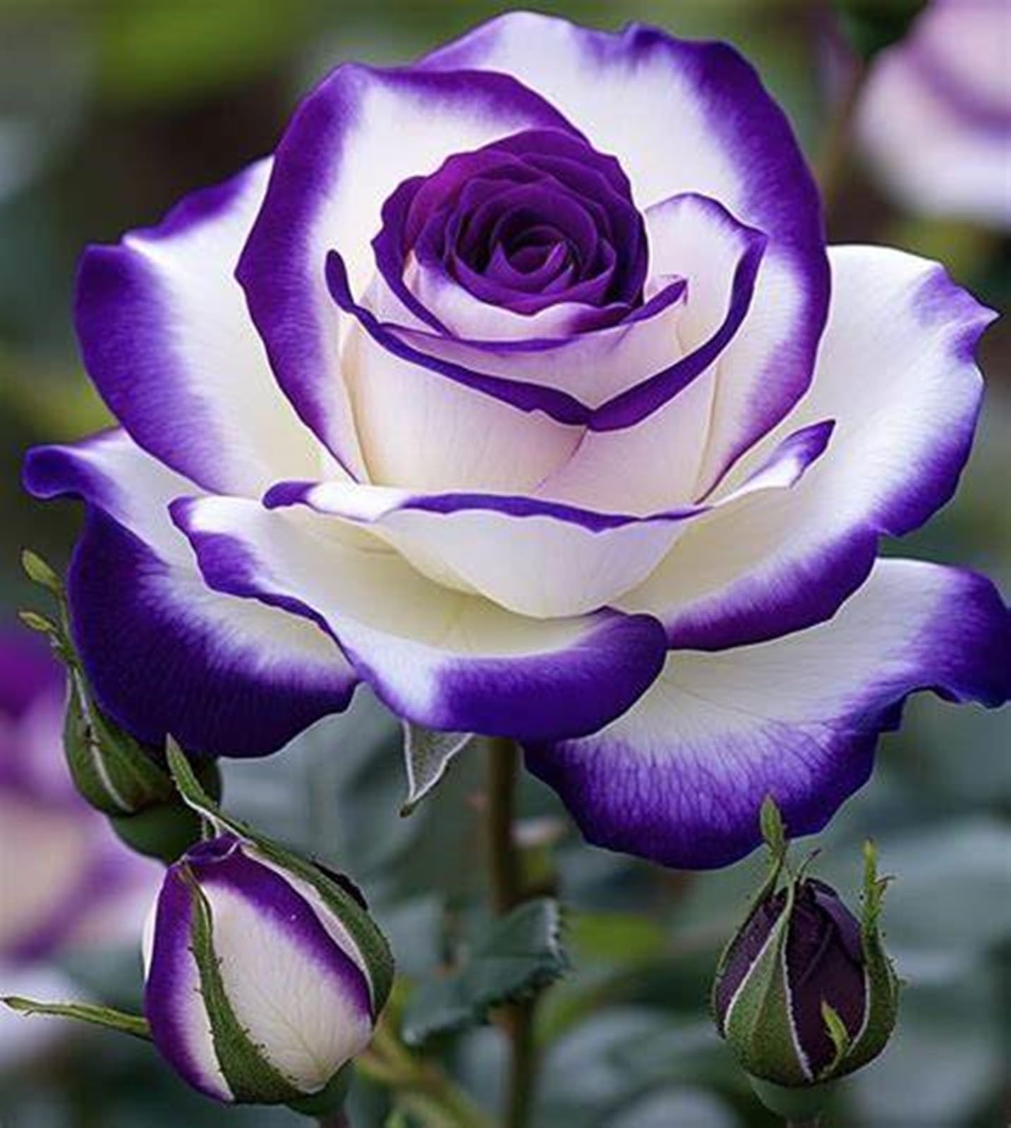 Bellissimo Bulbi di Rosa - Perenne, Colori vivaci, Bassa Manutenzione, Decorazione d'Interni-5 Bulbi-E