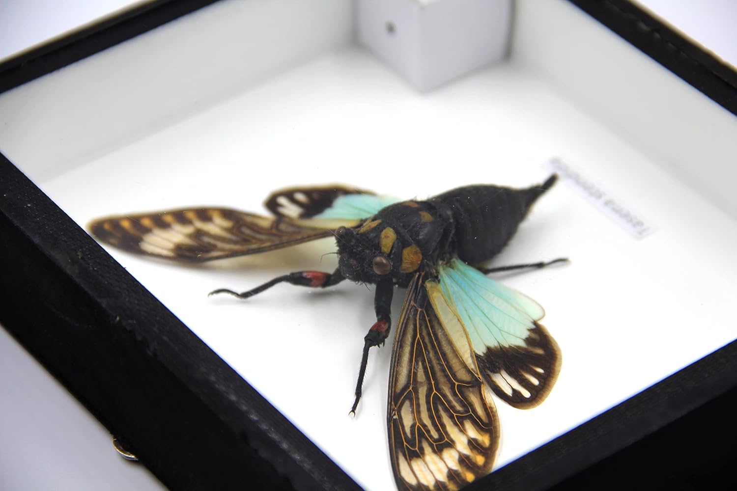 Real Exotic Cicada Opens Wings - Taxidermy Collection Framed in a Wooden Box As Pictured (Blue Wings, Black Wooden Box)