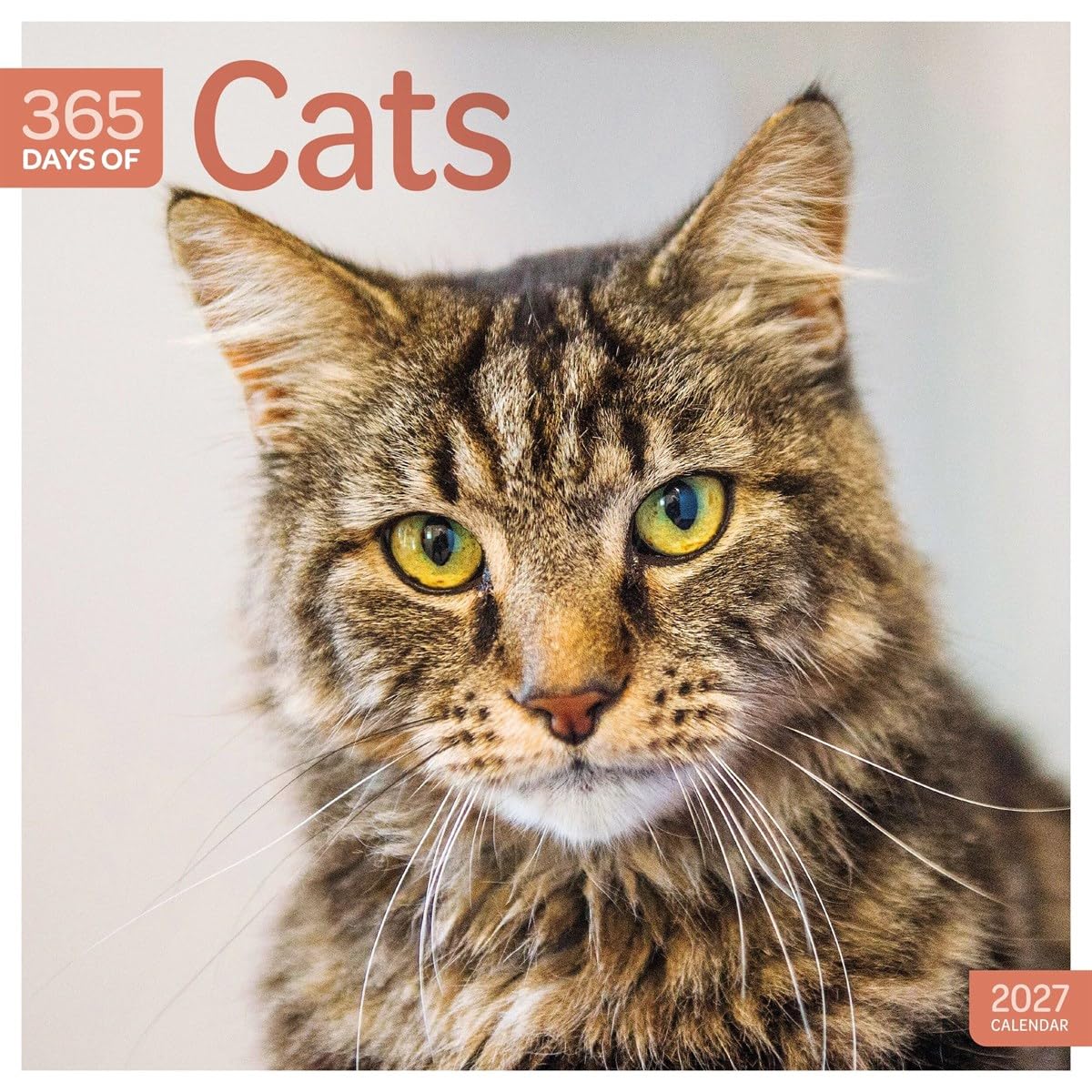 Carousel Worldwide Cats 365 Days 2027 Square Wall Calendar, 12-Month Calendar, Daily Cat Photography