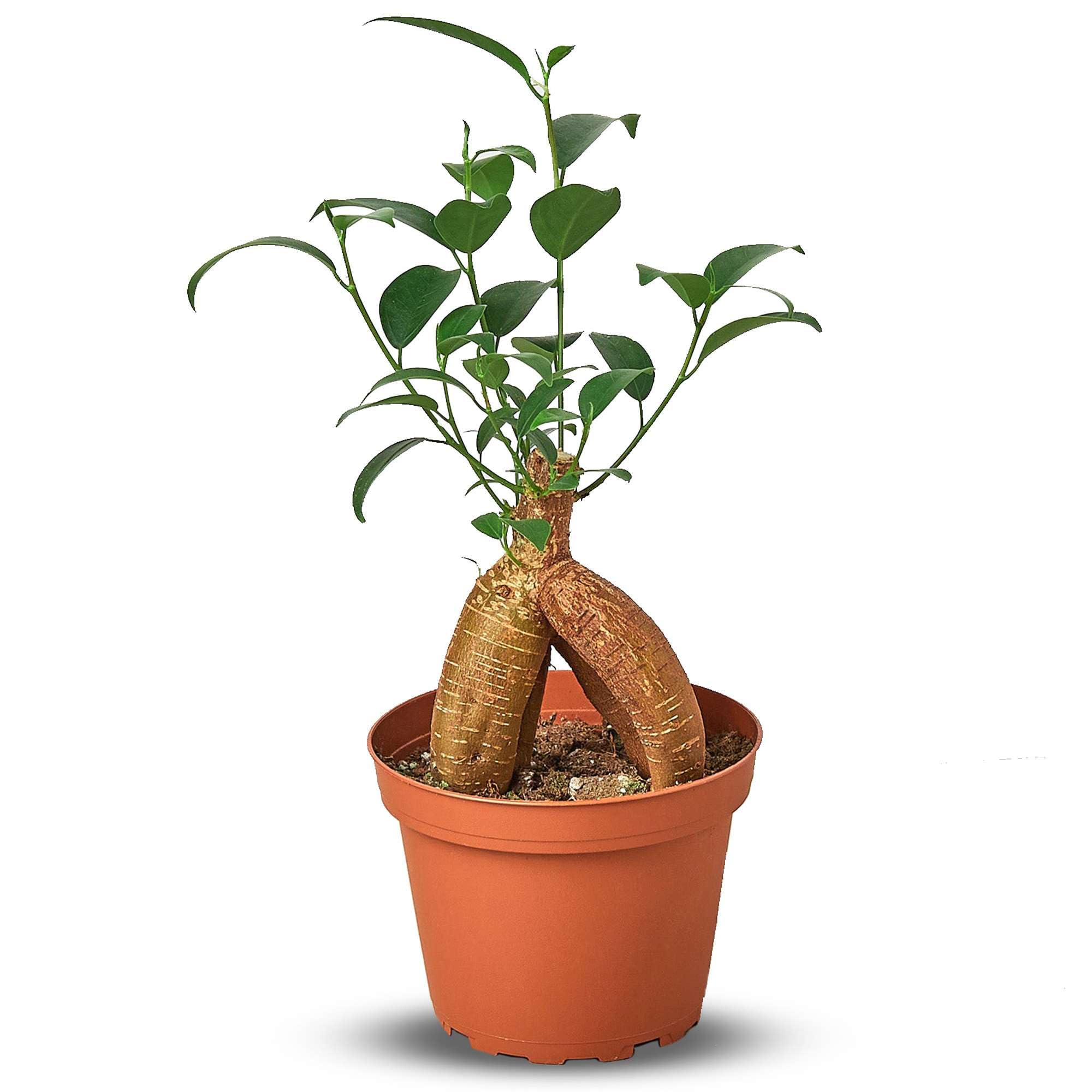 Thirsty Leaves Ficus Ginseng
