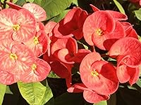 Vista 1 de Euphorbia milii - Corte de un tallo - Corona roja de espinas - Planta suculenta viva (4-6 pulgadas)