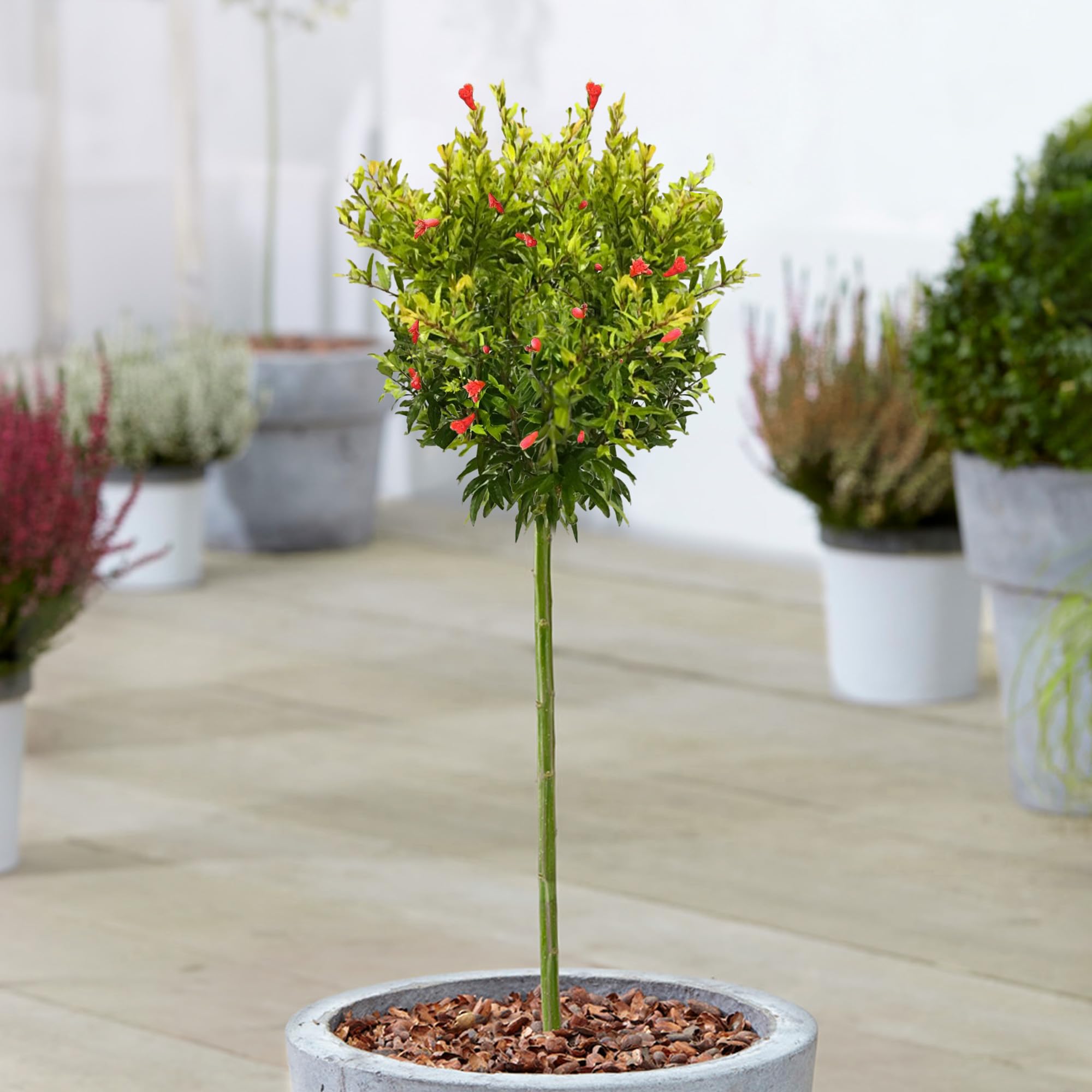 Árbol de granada enana listo para el jardín al aire libre, resistente, en maceta de 3L.