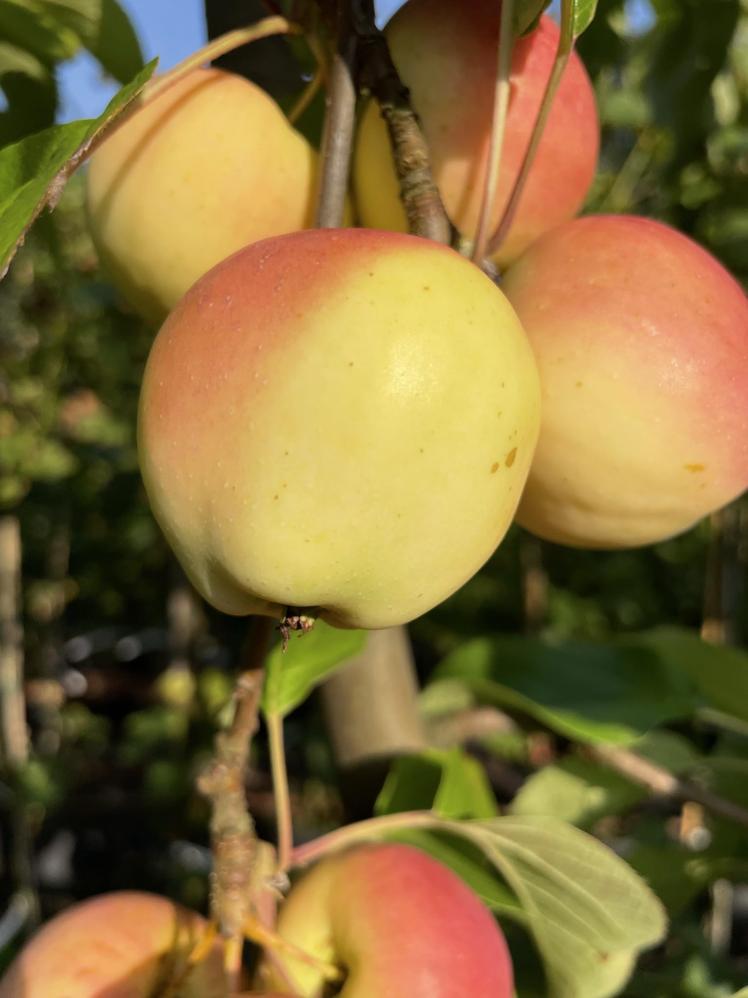 Apfelbaum Kitaika Medoк, Miniapfel Medok, Honigapfel