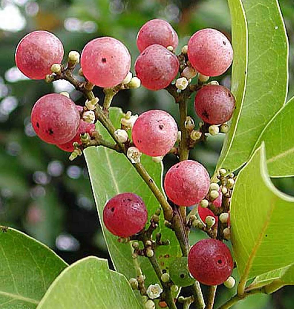 OhhSome Panal | Ash-Sheora Rare Exotic Tropical Fruit Nimbu-Glycosmis Pentaphylla Rum Berry, Gin Berry, Orangeberry. Asvasakhotah, Kupiluh. बन निम्बू Ban Nimbu. Panal-പാണൽ (Healthy Live Plant) (B09SDFD3T6) Amazon Price History, Amazon Price Tracker