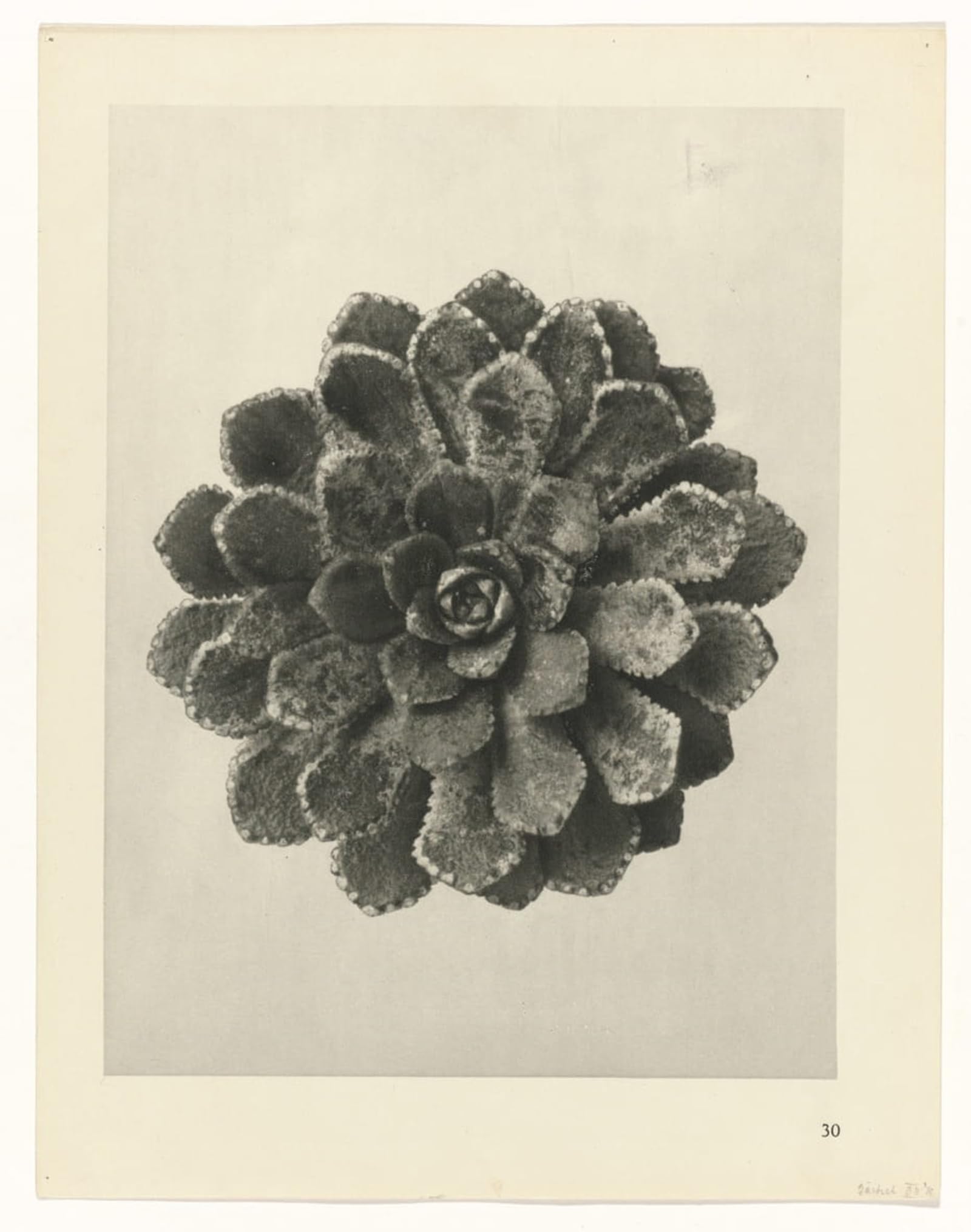 POSTERIIk Vintage Print Pop Art Landscape Artwork Botanical Picture Painting Canvas Art by Karl Blossfeldt Art Prints for Office Home Decor 60x90cm