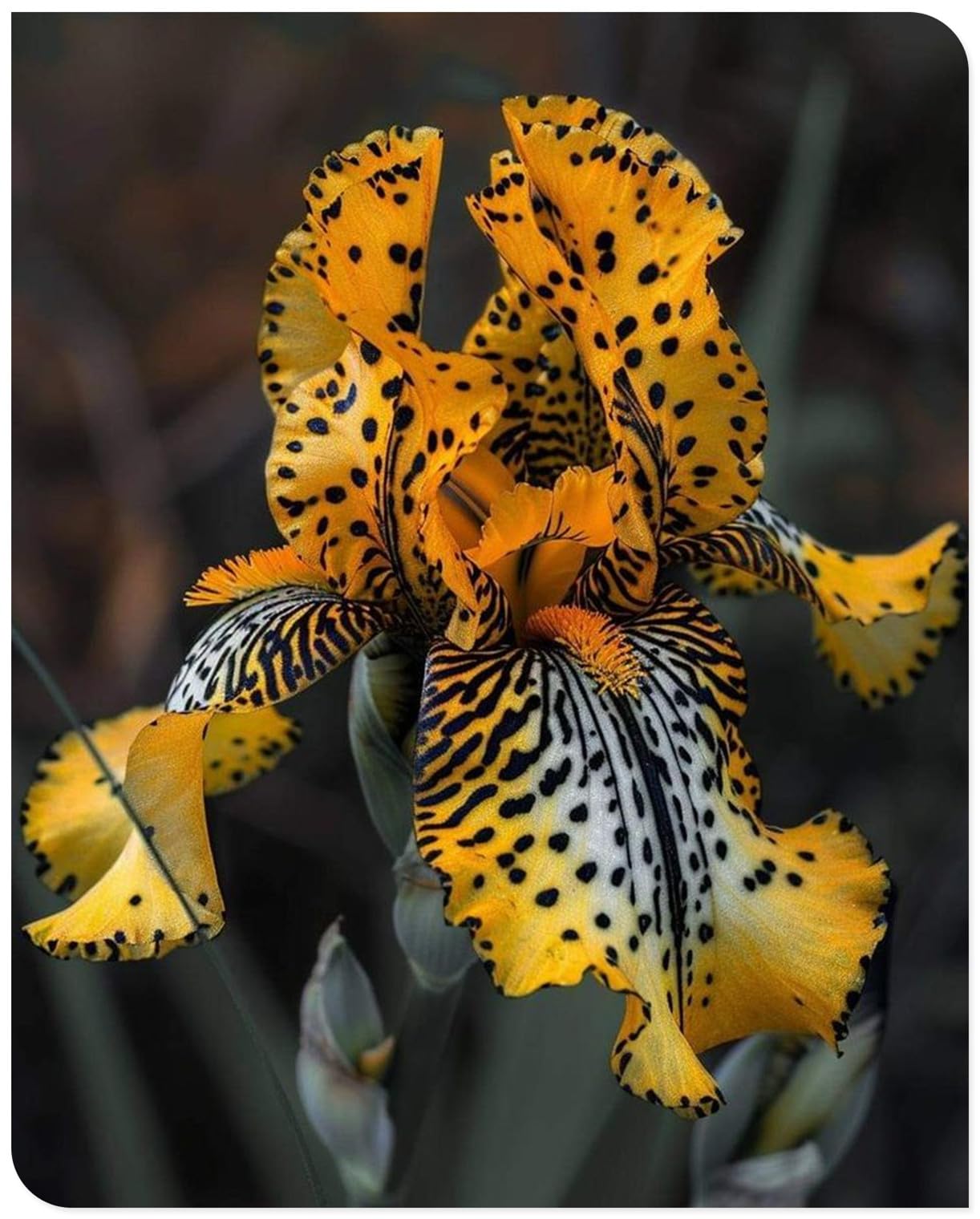 Iris Schwertlilien-langlebige Zierlauchzwiebeln-kältebeständig-verträgliche-insektenfreundliche-Strukturbildende-15 Iris -I