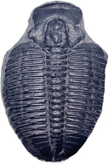 Elrathia Kingi Trilobite Fossil Specimen - Natural - Found in USA!