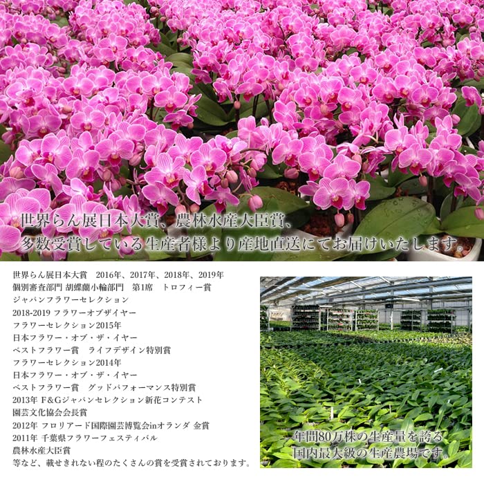 Amazon｜母の日ギフト ミディー胡蝶蘭 3本立ち6号 花鉢 プレゼント