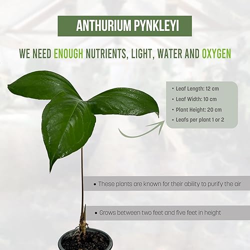 Miniatura 3 de LEAL PLANTS ECUADOR Anthurium Pynkleyi - Planta tropical purificadora de aire, plantas tropicales de California, tolerantes a la poca luz,