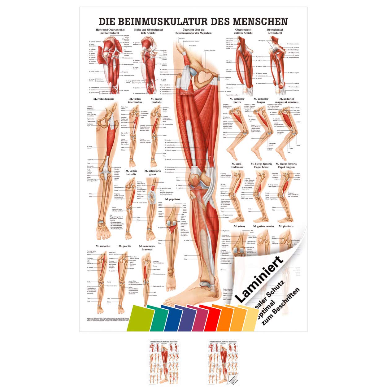 Menschliche Beinmuskulatur Anatomische Studien Von Menschlichen menschliche-beinmuskulatur-anatomische-studien-von-menschlichen
