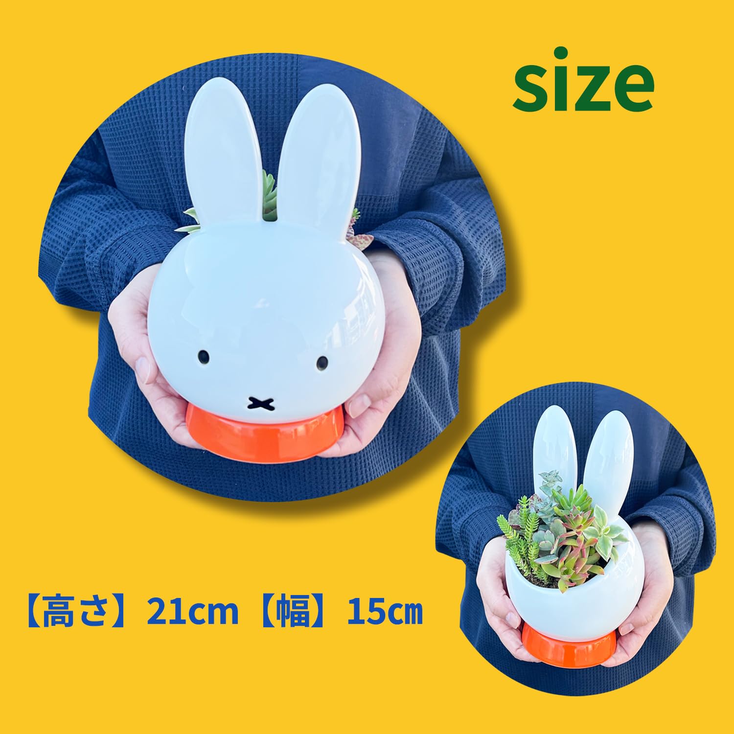 Amazon.co.jp: 花のギフト社 多肉植物 ミッフィー うさこちゃん 本物