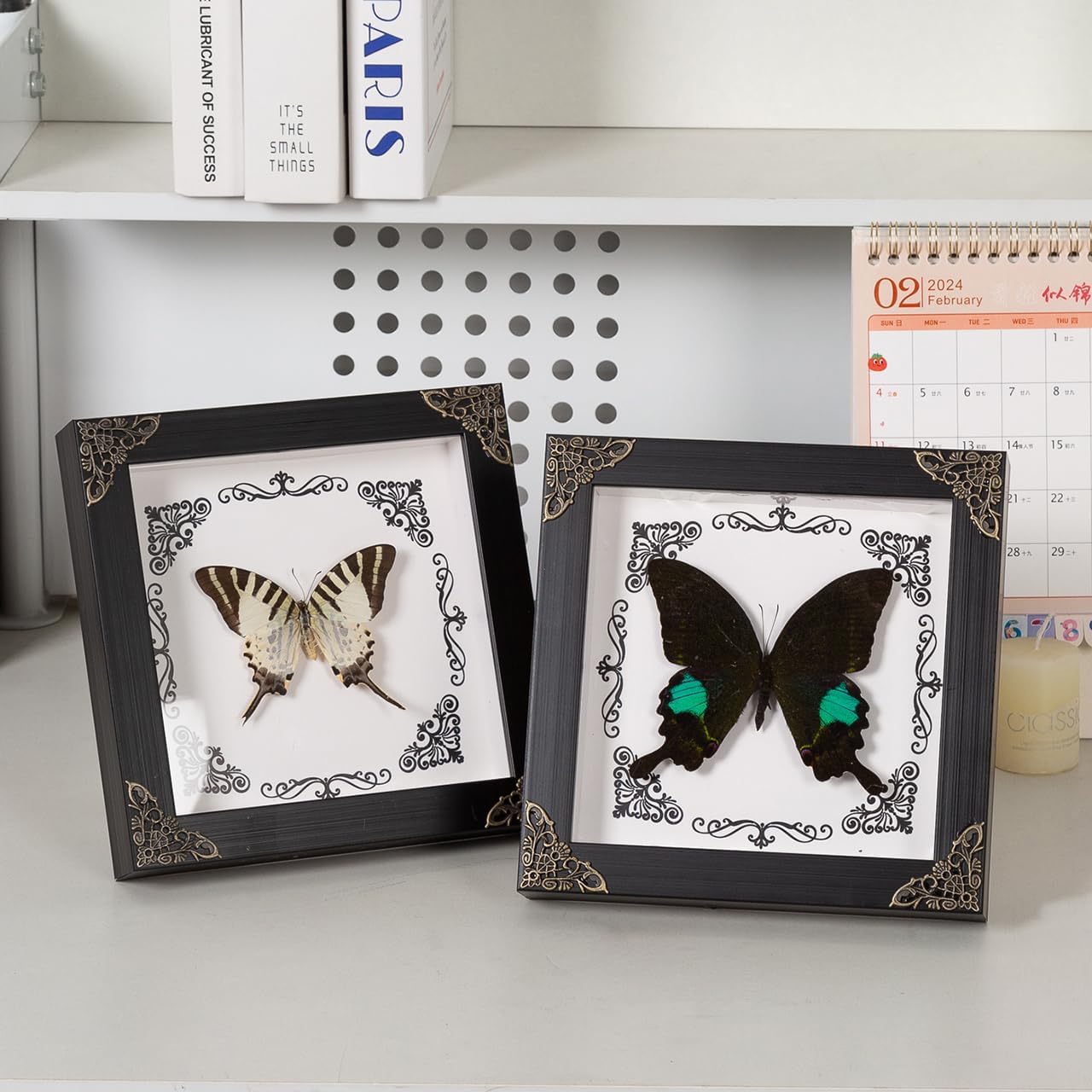 Real Butterfly Framed Home Decor，Framed Handmade，Shadow Box Wall Art ，Taxidermy Collectables Gothic Home Decor ， (A-Green Belt Emerald Butterfly)