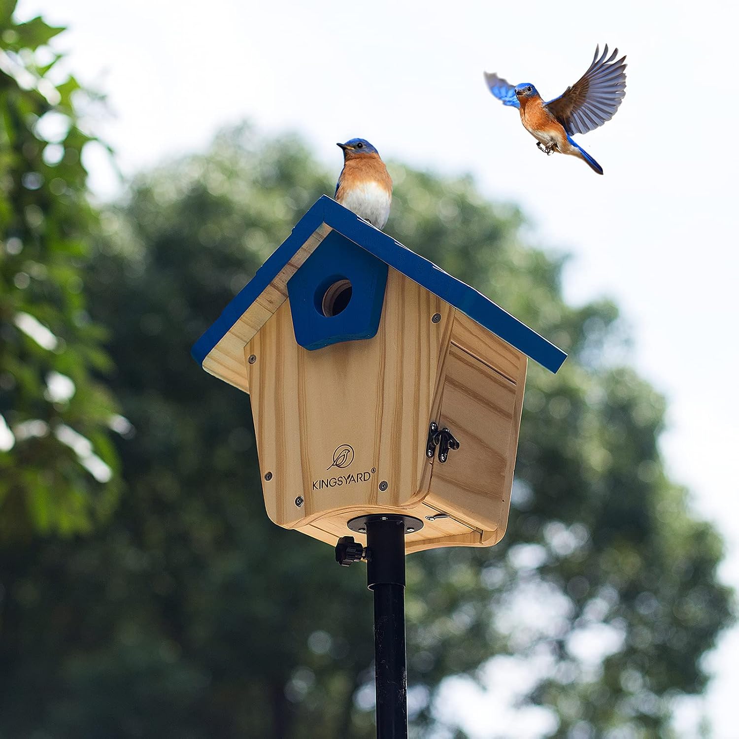 Kingsyard Wooden Bluebird House with Predator Guard Bluebird Nesting Box Birdhouse for Outside Wild Bird Watching : Patio, Lawn & Garden