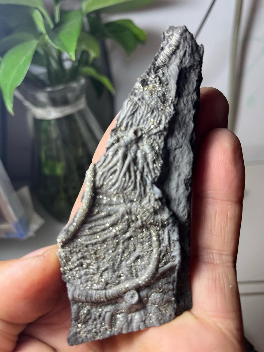 Rare Natural Triassic Period Prehistoric Jurassic biota crinoids Fossils