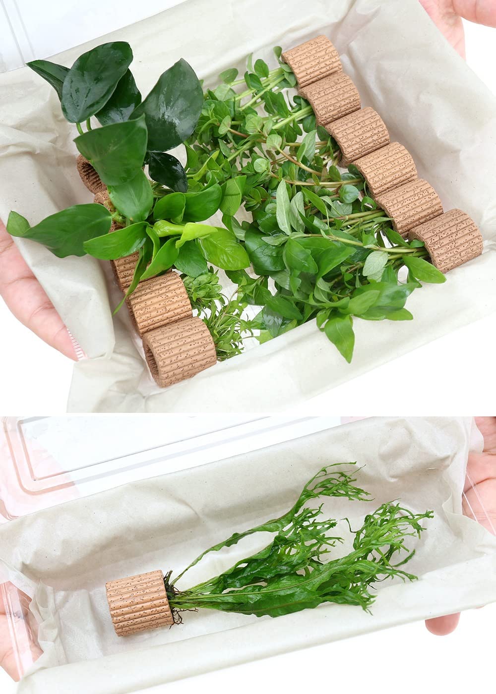 新鮮な水草 手のひらサイズ 新鮮な水草 手のひらサイズ