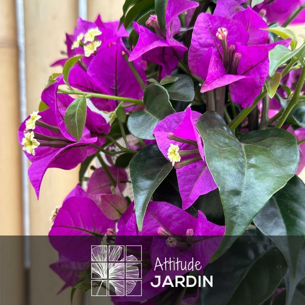 Attitude Jardin - Bougainvillier pyramide - plante fleurie - 70-80 cm - ⌀ 18 cm - plante d'extérieur
