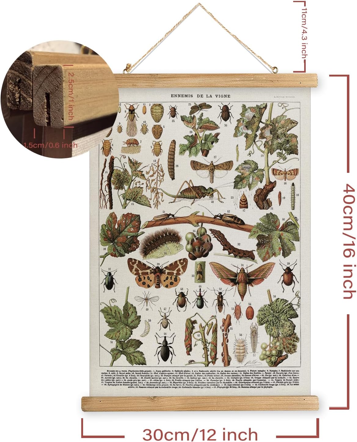MIDEFINCH Vintage Insect Wall Art Linen Poster with Wooden Hanger image 2