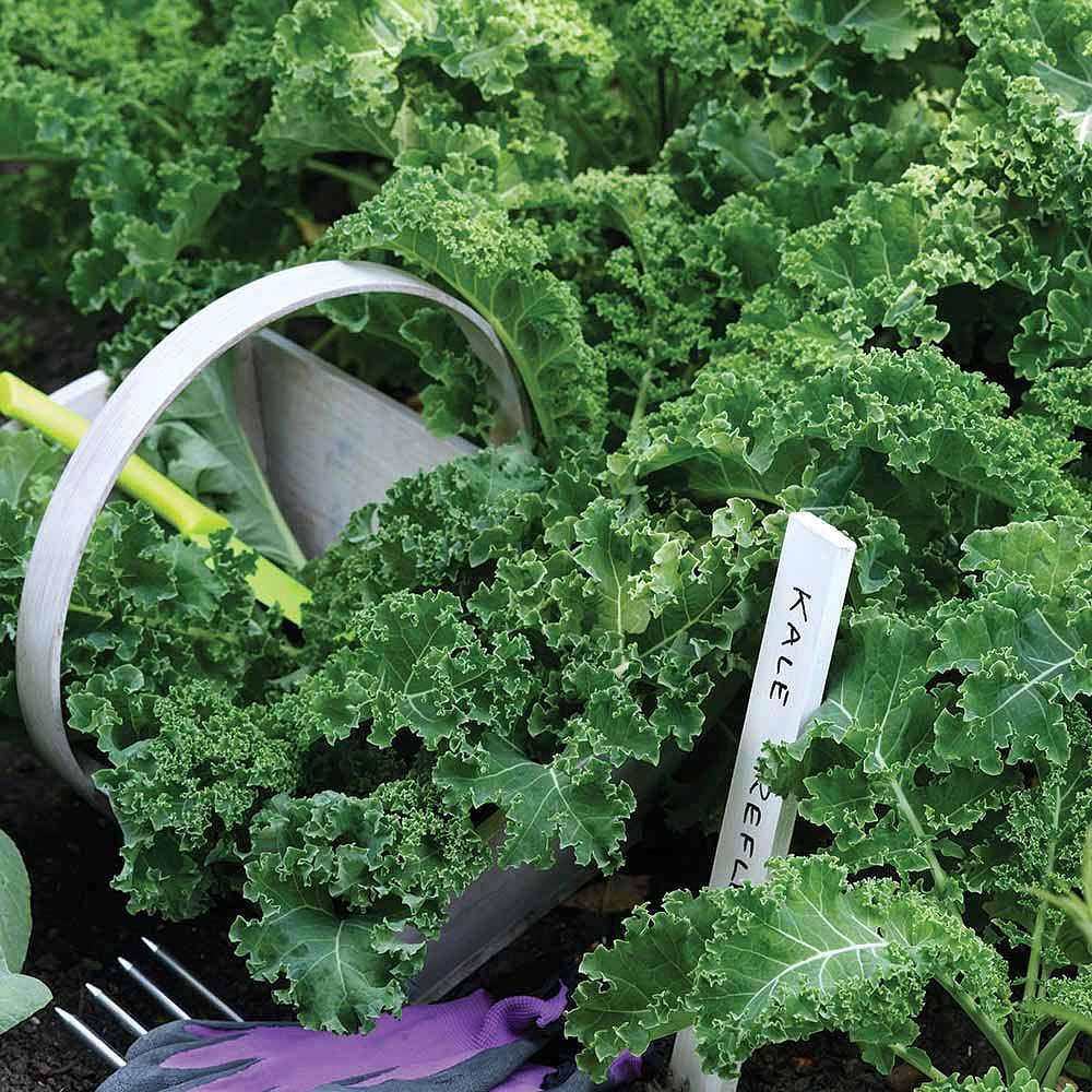 Kale ‘Reflex’ F1 Hybrid (Brassica oleracea, Acephala Group) Hardy Annual 1 Packet (30 Seeds) by Thompson and Morgan