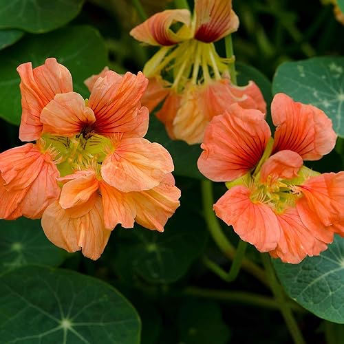 Miniatura 3 de Eden Brothers Semillas de capuchina  Semillas de salmón bebé sin OMG para plantar, paquete  Semillas de flores de bajo mantenimiento, plantas