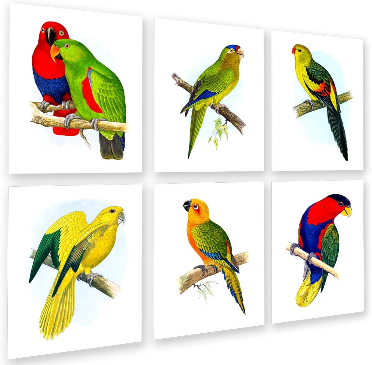 Gnosis Picture Archive Tropical Birds Parrots Art Decor Set of 6 Unframed Wall Art Prints, Living room Wall Decor