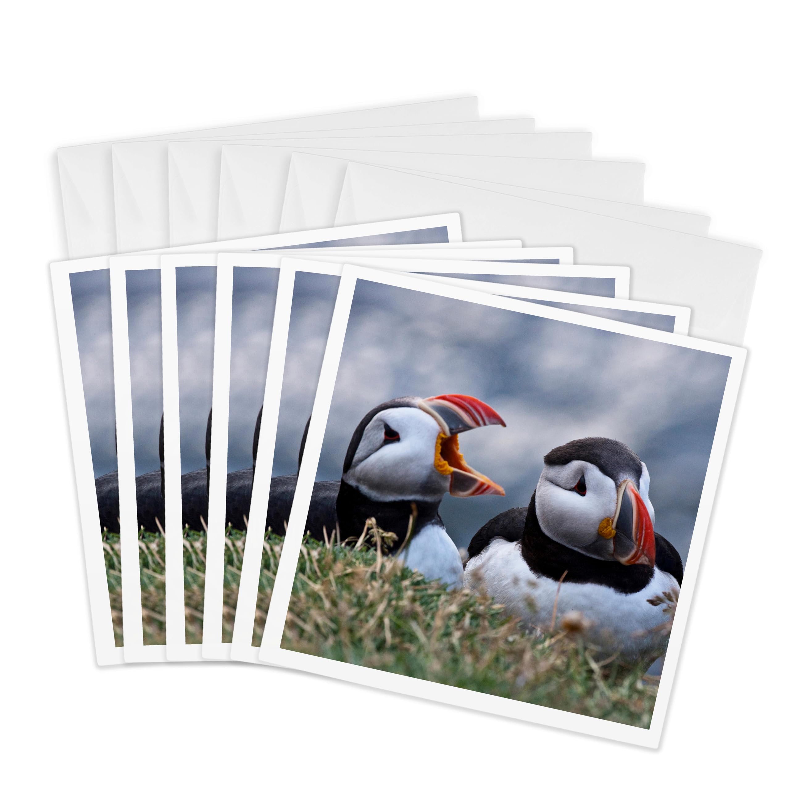 3dRose Greeting Cards - Iceland, Breidavik, Puffins - 6 Pack - Birds