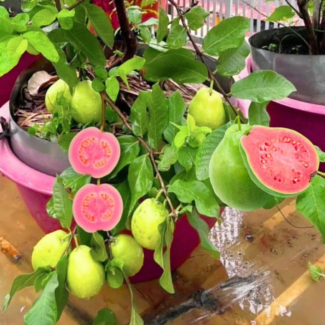 Pink Guava Tree Live Plant Starter Size, 7-12" in Tall, Outdoor Tropical Fruit Tree Fragrant and Sweet, Dormant in Winter