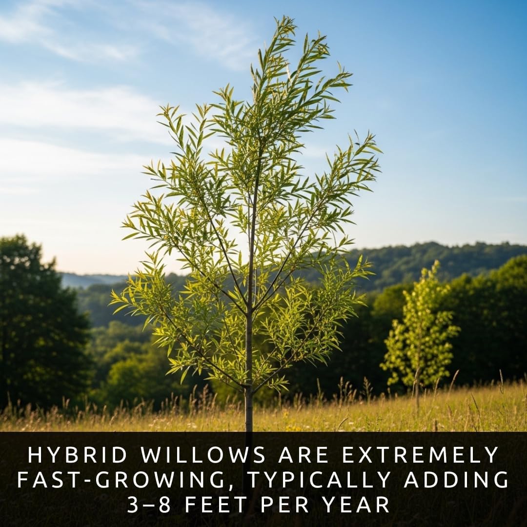 24 Jumbo Hybrid Willow Tree Cuttings - Approx 10 inches Tall, 5/8 in- 1+ Inch Thick Root Stock - Fast Privacy Shade Trees - Easy to Grow