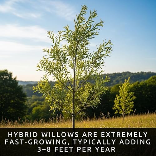 24 esquejes de sauce híbridos jumbo, aproximadamente 10 pulgadas de alto, 5/8 pulgadas - 1 pulgada de grosor - Árboles de sombra de privacidad