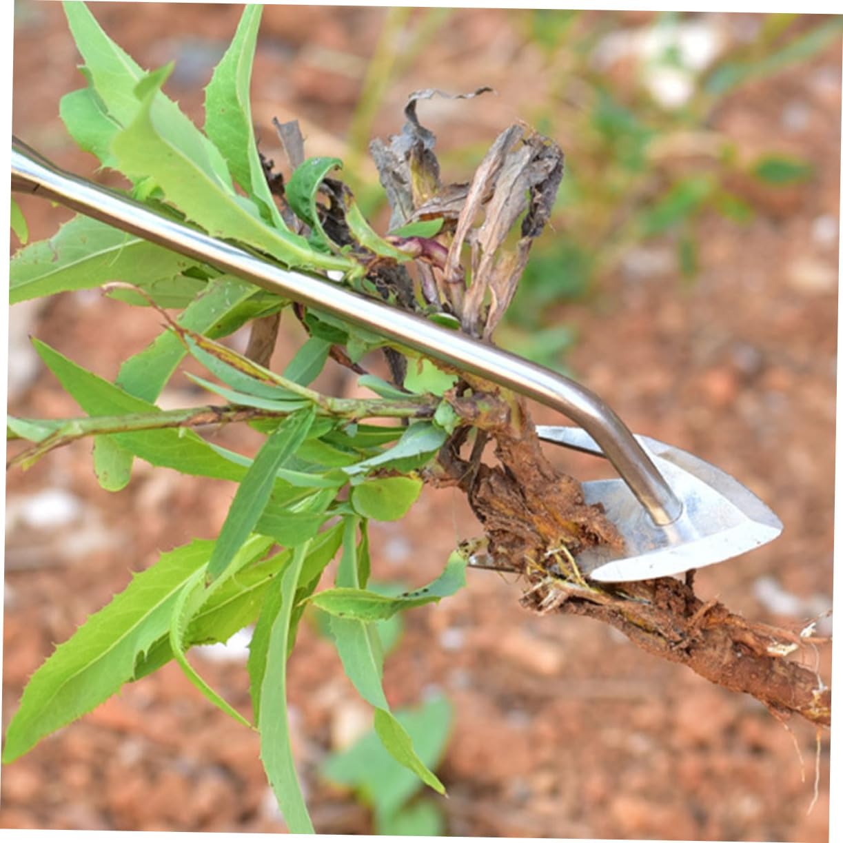 ibasenice 2 Pezzi Mano di Giardinaggio di Nuovo estrattore Staccabile Maniglia Manuale sarchiatore per Erbacce Utensili sarchiatrice attrezzo a forchetta per diserbo di Legno