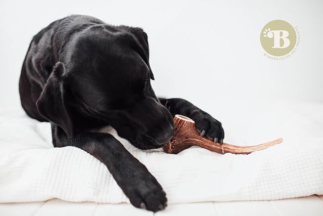 Foto 7 de 8 de BIMORDISCOS Caja Ahorro de Mordedores Naturales para Perros - 4 Unidades - Juguetes para Perros