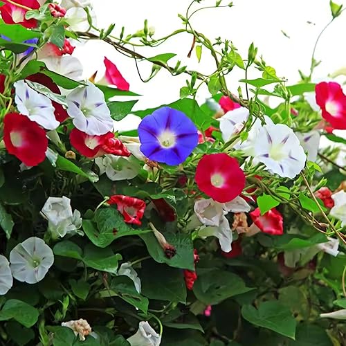 Miniatura 2 de 50 semillas japonesas mixtas de gloria matutina Ipomoea sin flores semillas de jardín para cultivar semillas en el jardín o el jardín de verduras en