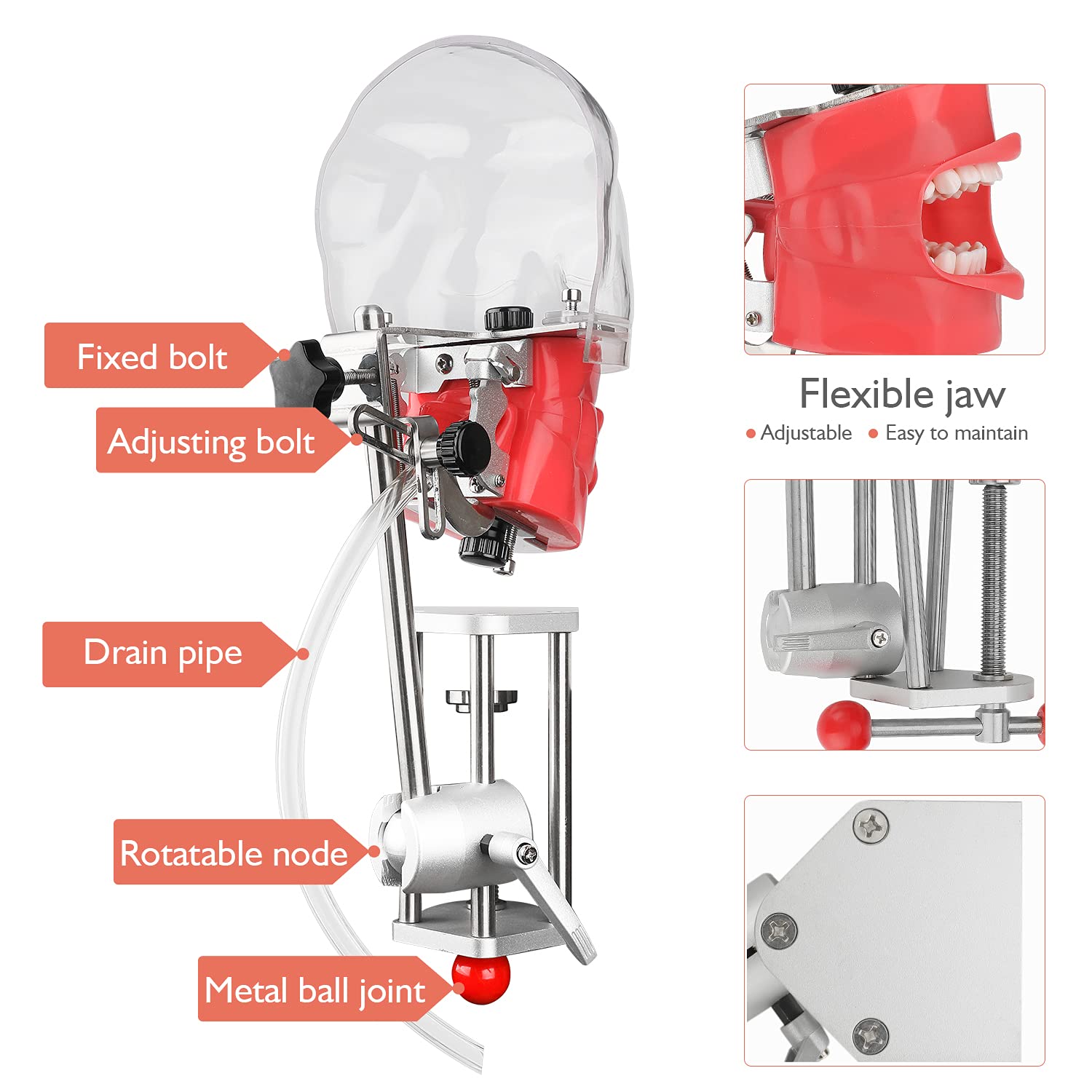 faruijie Dental Typodont Head Teeth Model - Dental Simulator Mannequin Phantom Head Training Manikin with Bench Mount Fixed on Desk for Dental Schools Education Practical Demonstration : Industrial & Scientific