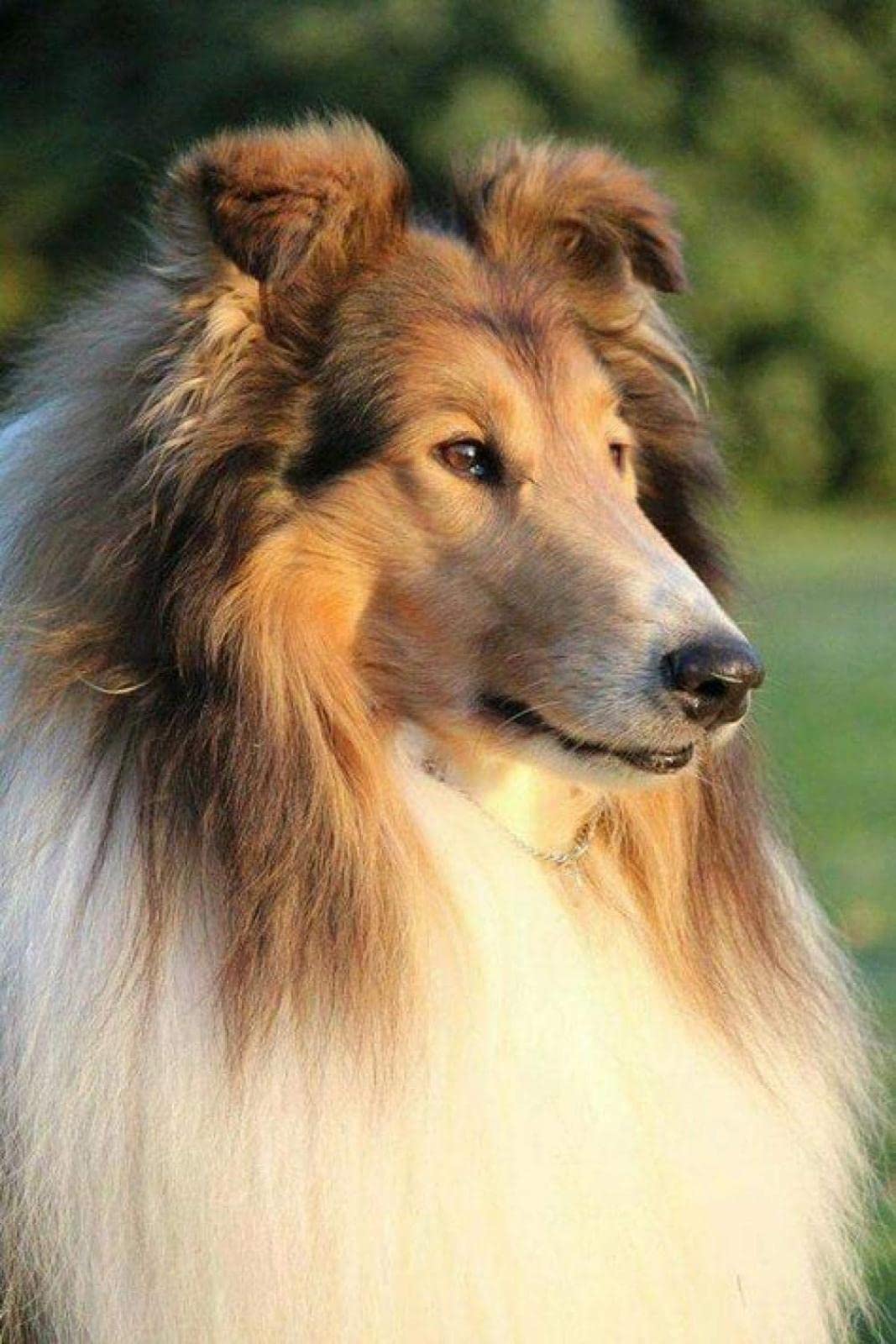 Zhyaunz Diy 5D Diamond Painting Rough Collie Dog Painting By Number Kits Embroidery Drawing Rhinestone Art Craft 40X50cm
