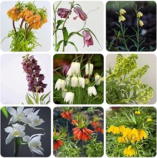 12 pcs Fritillaria Imperialis Bulbs Planting Garden Rare Fritillaria Bulbs Easy to Survive Ornamental Countyard Garden Home Perennial Bulb Year-Round Growth Planting for Courtyard